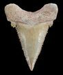 , Heavily Serrated Fossil Shark (Palaeocarcharodon) Tooth #51912-1
